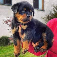 Buy Vaccinated  Rottweiler Puppy from Vizag